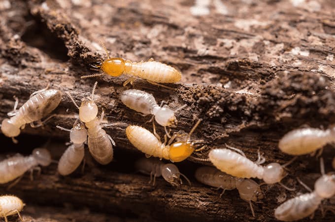 Termite Treatment